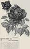 Dr. Reymont rose photo