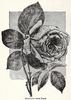 Comtesse Anna Thun rose photo