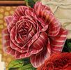 Striped La France rose photo
