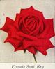 Francis Scott Key rose photo