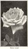Helen Good rose photo