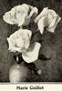 Marie Guillot rose photo