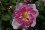 Cordelia rose photo