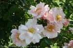 Dancing Butterflies rose photo