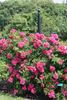 Heidetraum-Plus rose photo
