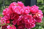 Heidetraum-Plus rose photo