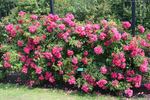 Heidetraum-Plus rose photo