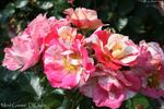 Mind Games rose photo