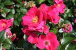 Pink Flash rose photo