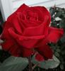 Carolina Pride rose photo