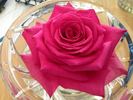 Bugatti rose photo