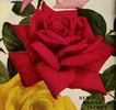 Red Maman Cochet rose photo