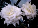 Henri Salvador ® rose photo