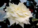 Henri Salvador ® rose photo