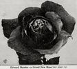 Edward Mawley rose photo