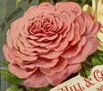Docteur Pasteur rose photo