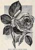 Letty Coles rose photo