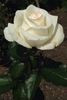 Miss Kitty rose photo
