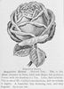 Augustine Halem rose photo