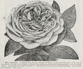 Madame Schwaller rose photo