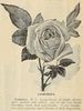 Camoëns rose photo