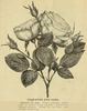 Coquette des Alpes rose photo