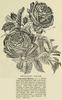 Augustine Halem rose photo