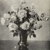 Helen Gould rose photo