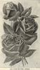 Cardinal (hybrid tea, Cook rose photo