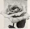 Rose Hill rose photo