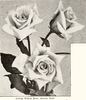Amelia Gude rose photo