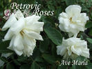Ave Maria rose photo