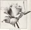 Grace Noll Crowell rose photo