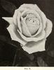 Pius X rose photo
