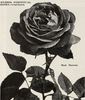 Madame Masson rose photo