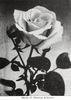 Killarney, Cl. rose photo