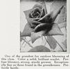 Écarlate rose photo