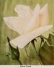 John Cook rose photo