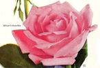 Silver Columbia rose photo