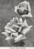 Dorothy Page-Roberts rose photo