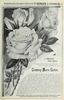 Climbing Marie Guillot rose photo