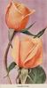 Amelia Gude rose photo