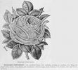 Madame Thévenot rose photo