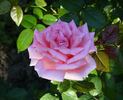 Belle de la Carnière rose photo