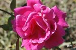 Kralj Alexander I rose photo