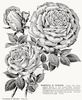 Baronne M. Werner rose photo