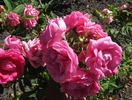Augusta rose photo