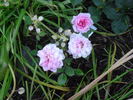Chick-a-dee rose photo