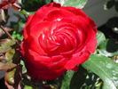 Double Take ™ rose photo