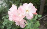 Rachel Bowes Lyon rose photo